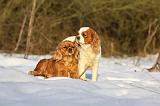 CAVALIER KING CHARLES 452